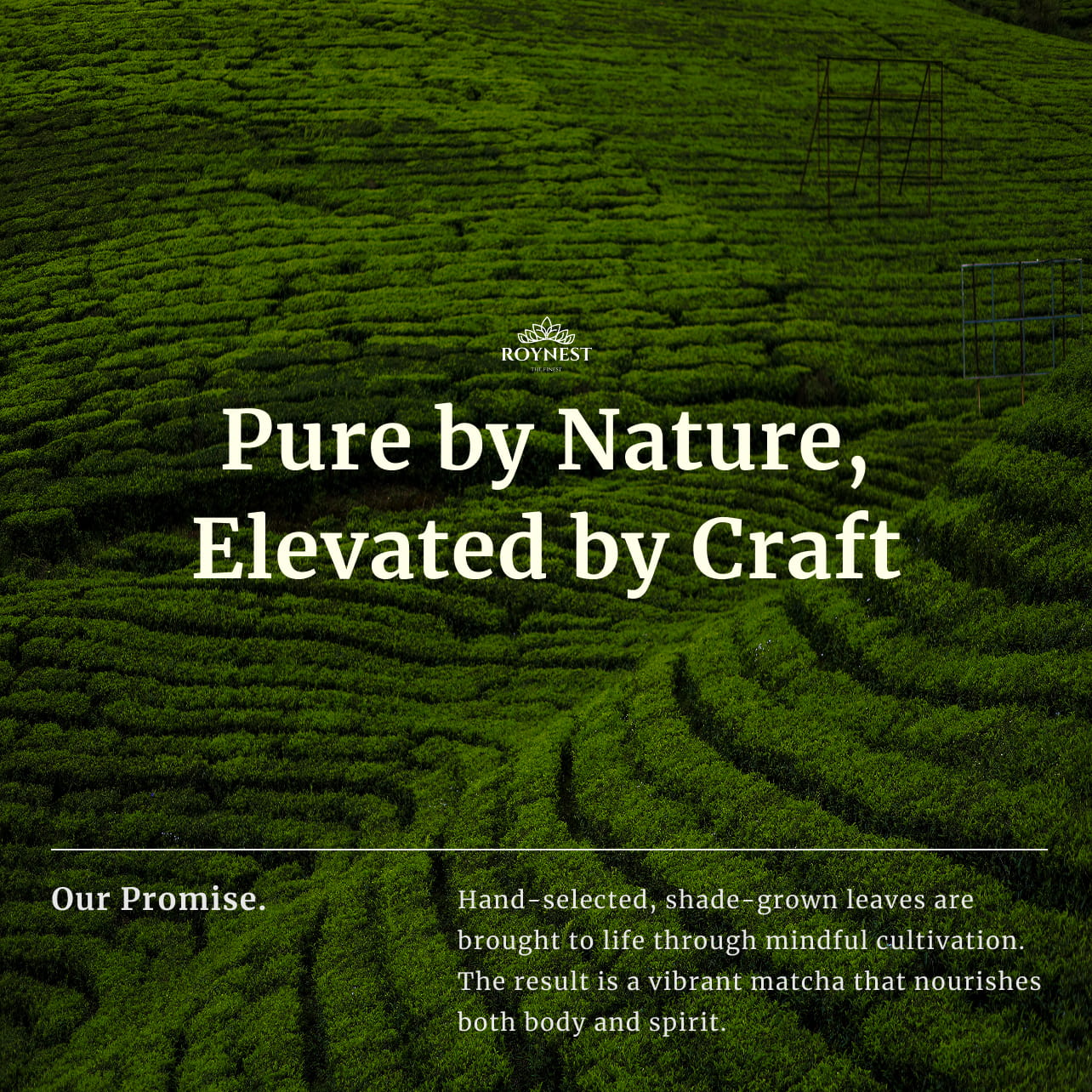 Roynest promises to provide the best quality matcha powder.